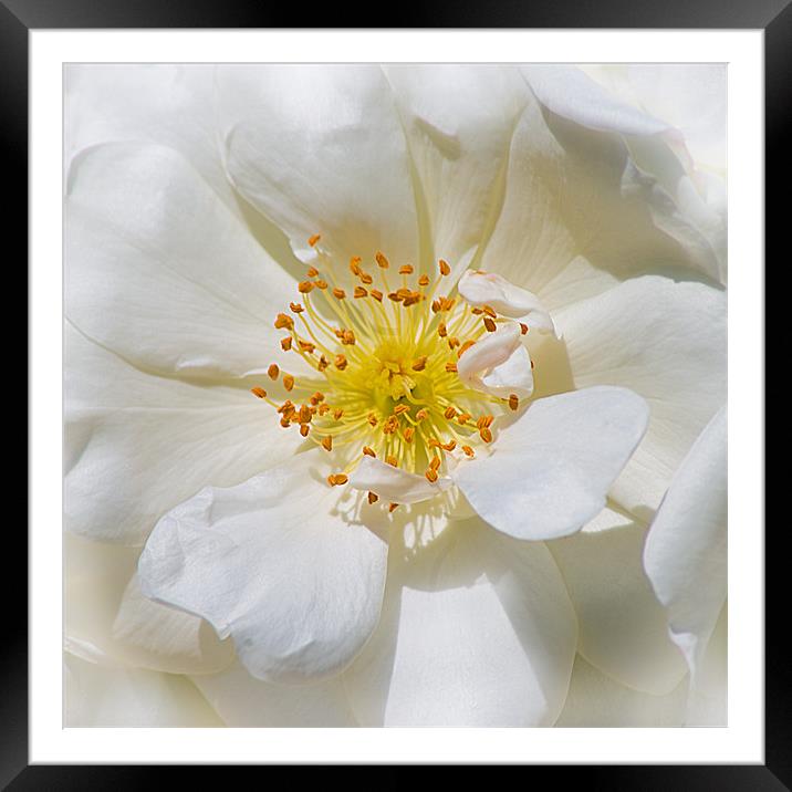 White Rose Framed Mounted Print by Jacqi Elmslie