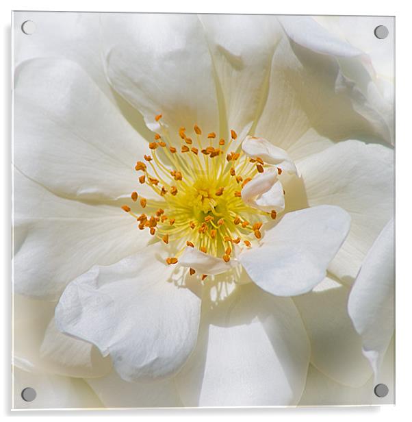 White Rose Acrylic by Jacqi Elmslie