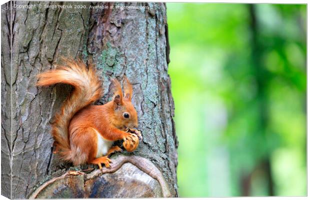 Orange squirrel sitting on a tree and gnaws a nut. Canvas Print by Sergii Petruk