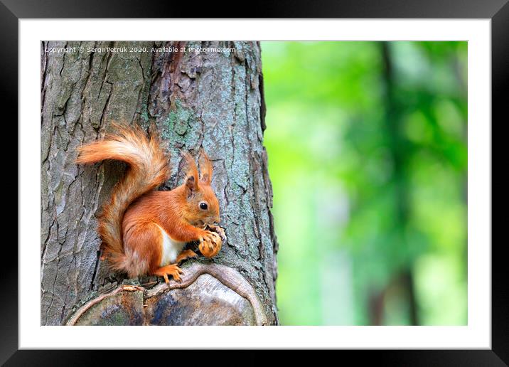 Orange squirrel sitting on a tree and gnaws a nut. Framed Mounted Print by Sergii Petruk