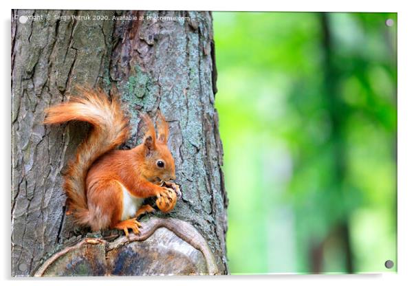 Orange squirrel sitting on a tree and gnaws a nut. Acrylic by Sergii Petruk