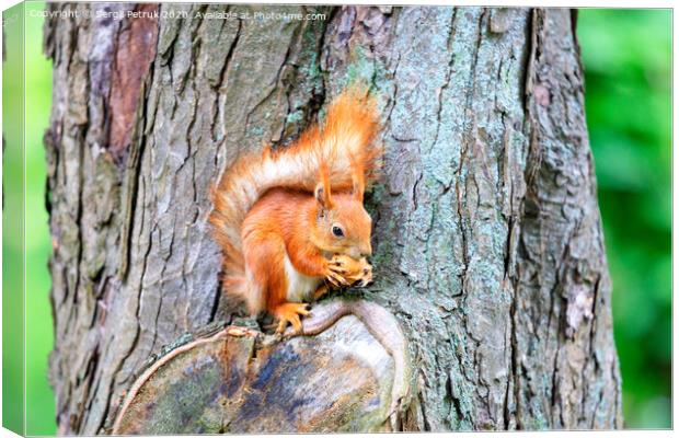 An orange squirrel sits on a tree trunk and nibbles a nut. Canvas Print by Sergii Petruk