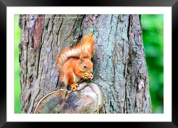 An orange squirrel sits on a tree trunk and nibbles a nut. Framed Mounted Print by Sergii Petruk