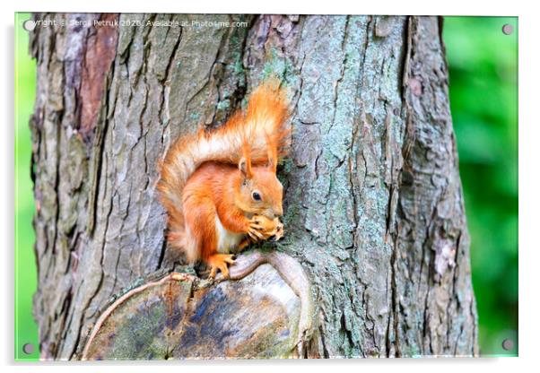 An orange squirrel sits on a tree trunk and nibbles a nut. Acrylic by Sergii Petruk