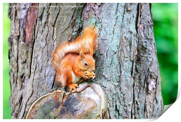 An orange squirrel sits on a tree trunk and nibbles a nut. Print by Sergii Petruk