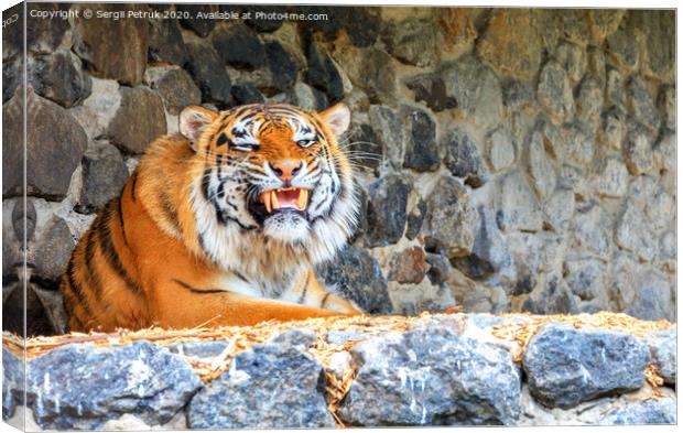 Portrait of a wild tiger with a growling grin lying against a stone wall. Canvas Print by Sergii Petruk