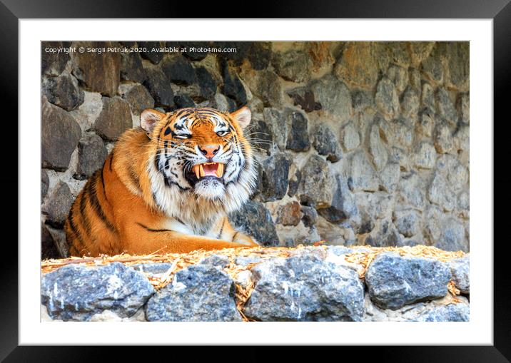 Portrait of a wild tiger with a growling grin lying against a stone wall. Framed Mounted Print by Sergii Petruk