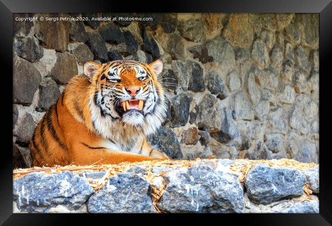 Portrait of a wild tiger with a growling grin lying against a stone wall. Framed Print by Sergii Petruk