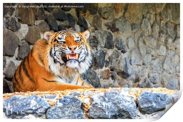 Portrait of a wild tiger with a growling grin lying against a stone wall. Print by Sergii Petruk