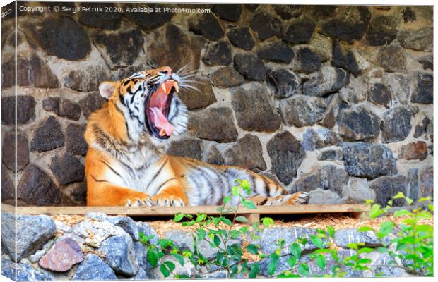 A yawning tiger lies on a wooden platform near a stone wall. Canvas Print by Sergii Petruk