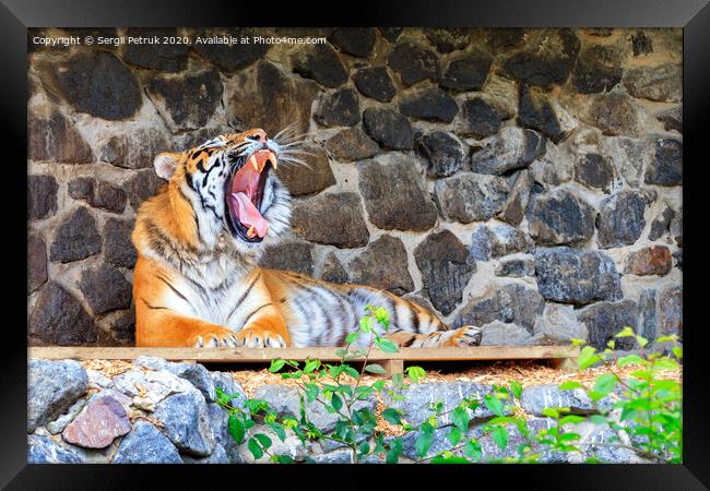 A yawning tiger lies on a wooden platform near a stone wall. Framed Print by Sergii Petruk