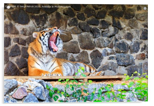 A yawning tiger lies on a wooden platform near a stone wall. Acrylic by Sergii Petruk