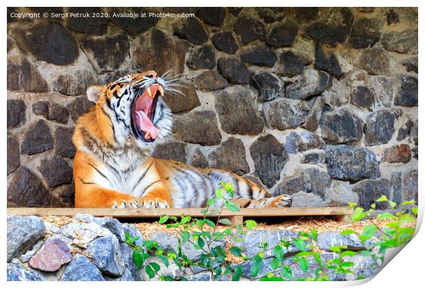 A yawning tiger lies on a wooden platform near a stone wall. Print by Sergii Petruk