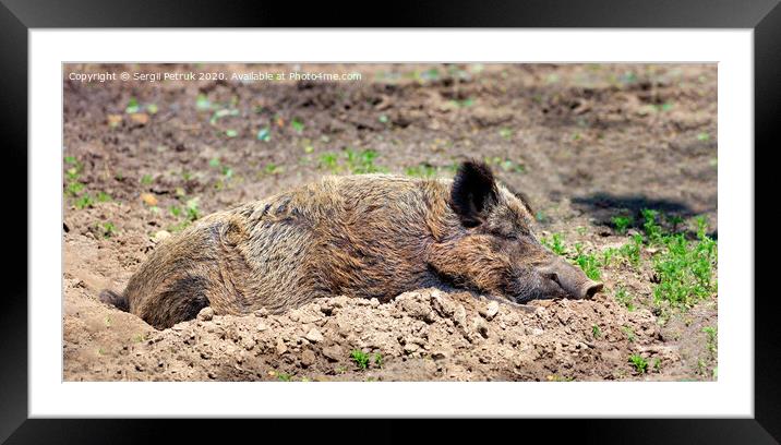 Wild boar sleeps peacefully buried in mud in the embrace of the sun's rays. Framed Mounted Print by Sergii Petruk