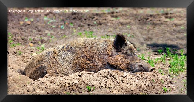 Wild boar sleeps peacefully buried in mud in the embrace of the sun's rays. Framed Print by Sergii Petruk