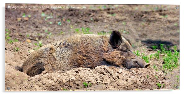 Wild boar sleeps peacefully buried in mud in the embrace of the sun's rays. Acrylic by Sergii Petruk