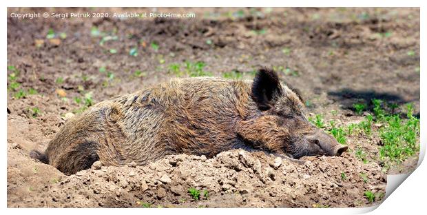 Wild boar sleeps peacefully buried in mud in the embrace of the sun's rays. Print by Sergii Petruk
