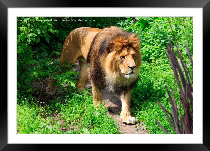 A wild lion walks along a forest path. Framed Mounted Print by Sergii Petruk