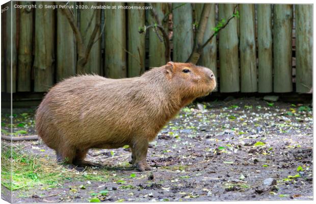 Capybara stands on bare ground and sniffs the surrounding air, Pantanal, Brazil. Canvas Print by Sergii Petruk