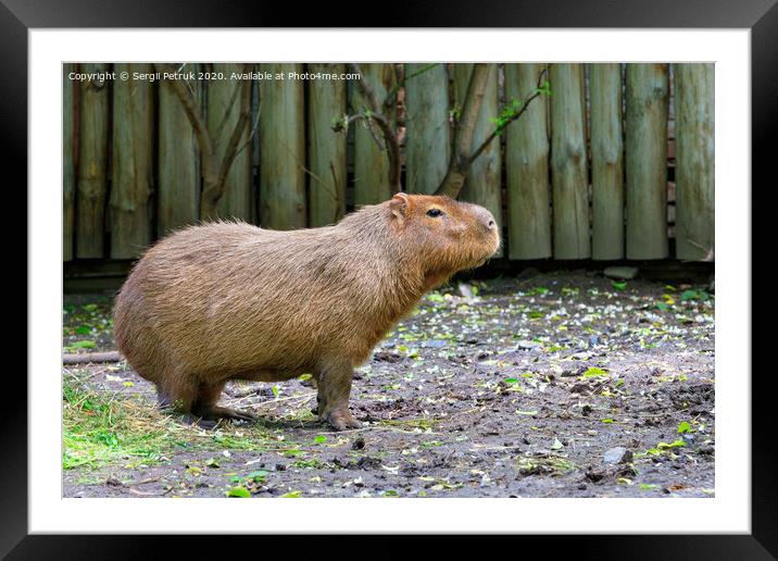 Capybara stands on bare ground and sniffs the surrounding air, Pantanal, Brazil. Framed Mounted Print by Sergii Petruk