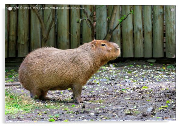 Capybara stands on bare ground and sniffs the surrounding air, Pantanal, Brazil. Acrylic by Sergii Petruk