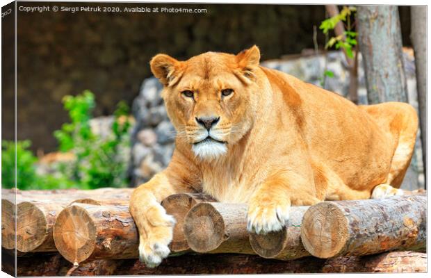 Portrait of a lioness lying on a platform of wooden logs. Canvas Print by Sergii Petruk