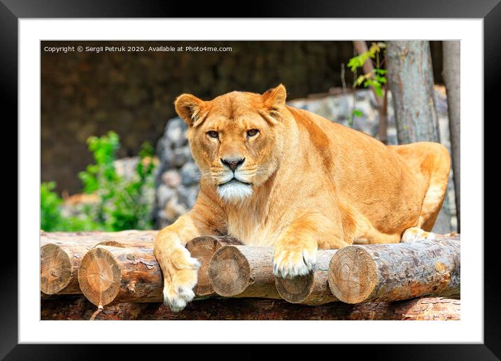 Portrait of a lioness lying on a platform of wooden logs. Framed Mounted Print by Sergii Petruk
