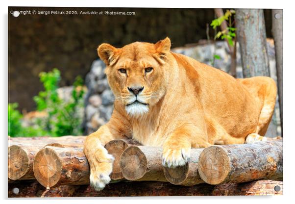 Portrait of a lioness lying on a platform of wooden logs. Acrylic by Sergii Petruk