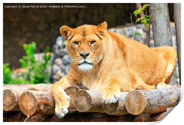 Portrait of a lioness lying on a platform of wooden logs. Print by Sergii Petruk