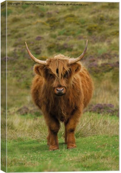 Rugged Highland Cow Canvas Print by rawshutterbug 