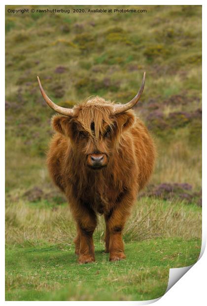 Rugged Highland Cow Print by rawshutterbug 