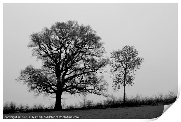 black and white tree's in a field  Print by Ollie Hully