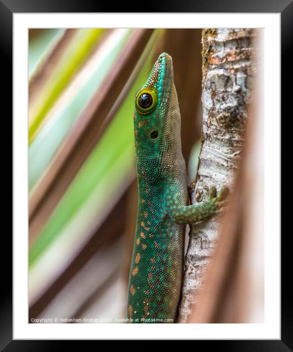 Green Day Gecko Seychelles Framed Mounted Print by Sebastien Greber