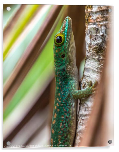 Green Day Gecko Seychelles Acrylic by Sebastien Greber