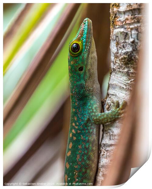 Green Day Gecko Seychelles Print by Sebastien Greber