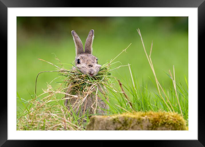 Hungry Rabbit Framed Mounted Print by David Semmens