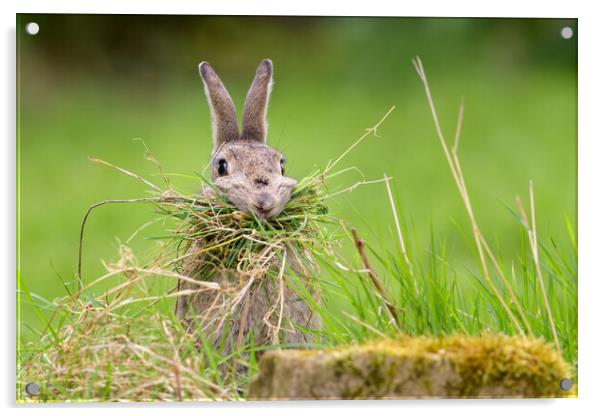 Hungry Rabbit Acrylic by David Semmens