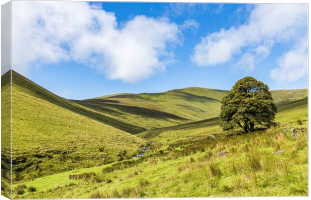 Galtee mountains tree, County Limerick, Ireland Canvas Print by Phil Crean