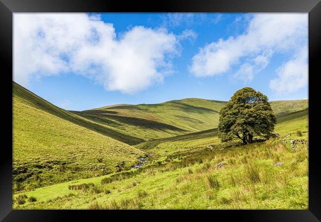 Galtee mountains tree, County Limerick, Ireland Framed Print by Phil Crean