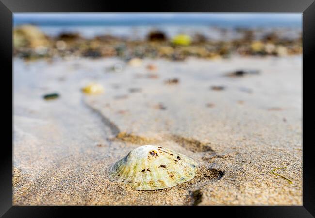 Limpet shell, Old head beach, Louisburgh, Mayo Ireland Framed Print by Phil Crean