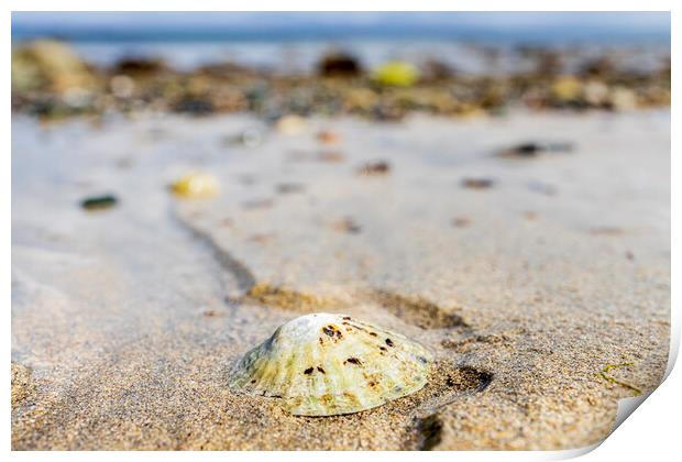 Limpet shell, Old head beach, Louisburgh, Mayo Ireland Print by Phil Crean