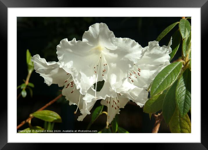 Azalea japonica Framed Mounted Print by Bernard Rose Photography