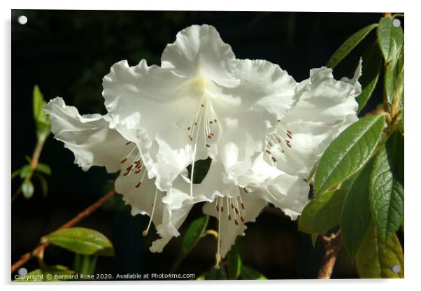 Azalea japonica Acrylic by Bernard Rose Photography