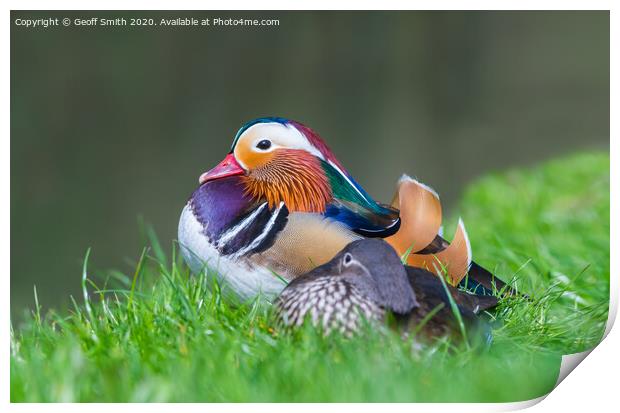 Mandarin Duck resting by water Print by Geoff Smith
