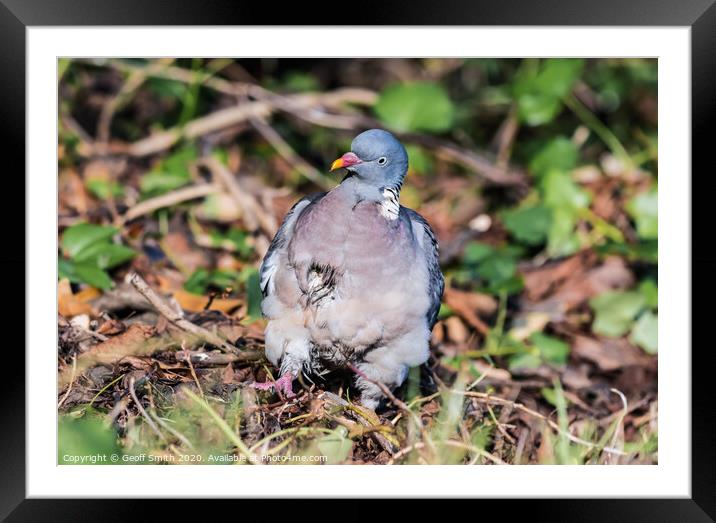 Wood Pigeon with funny face Framed Mounted Print by Geoff Smith