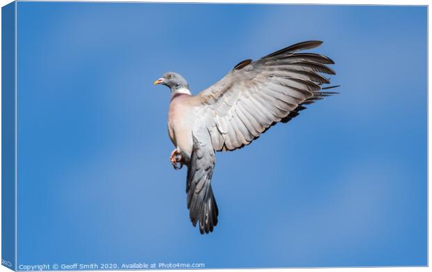 Wood Pigeon flying high Canvas Print by Geoff Smith