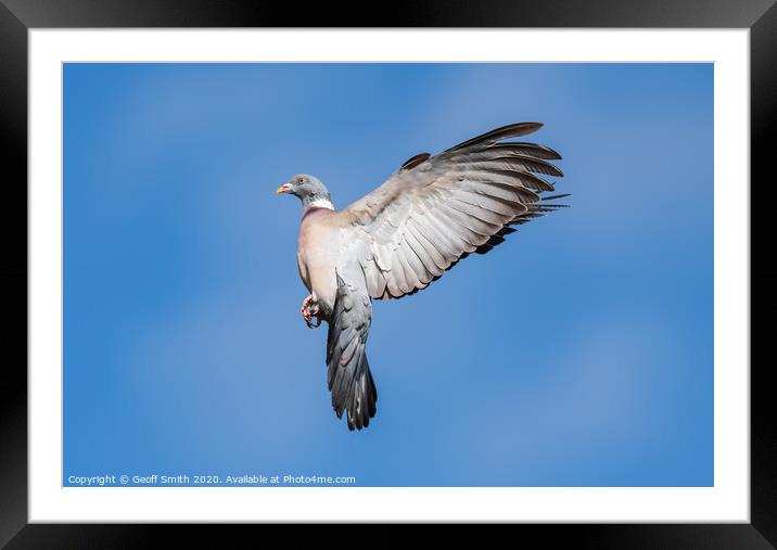 Wood Pigeon flying high Framed Mounted Print by Geoff Smith