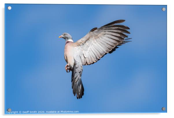 Wood Pigeon flying high Acrylic by Geoff Smith