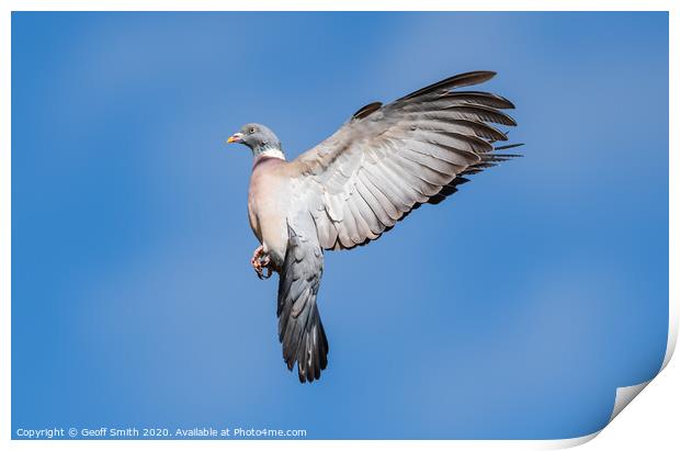 Wood Pigeon flying high Print by Geoff Smith