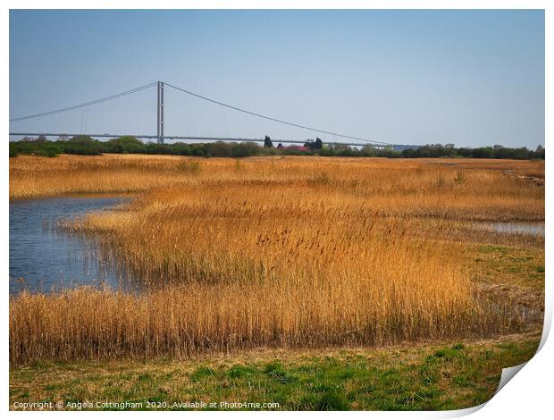 View from a Hide Print by Angela Cottingham